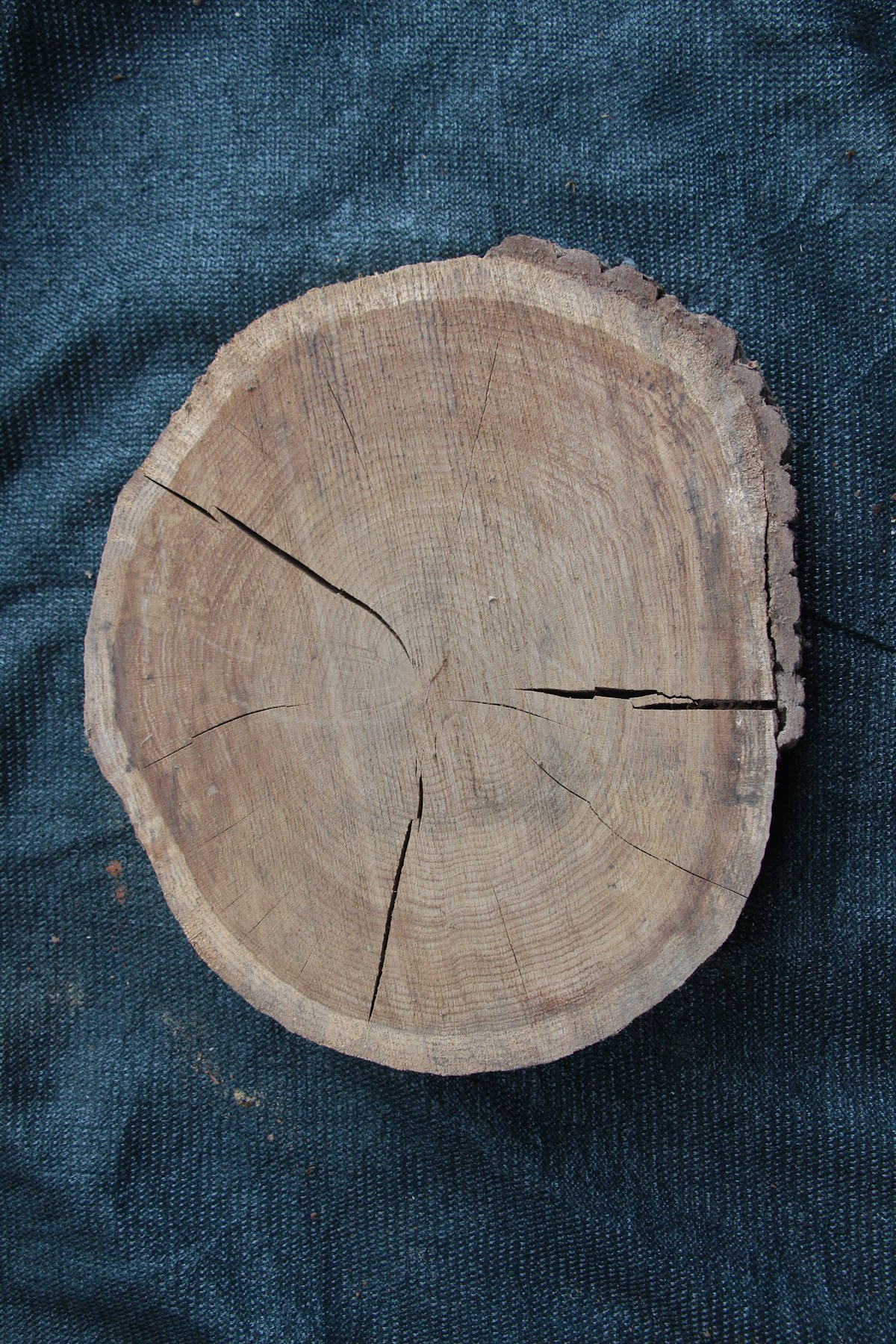 спил дуб сухой необработанный   толщина 77мм. диаметр 360-460мм. масса 2кг. в наличии 6шт.