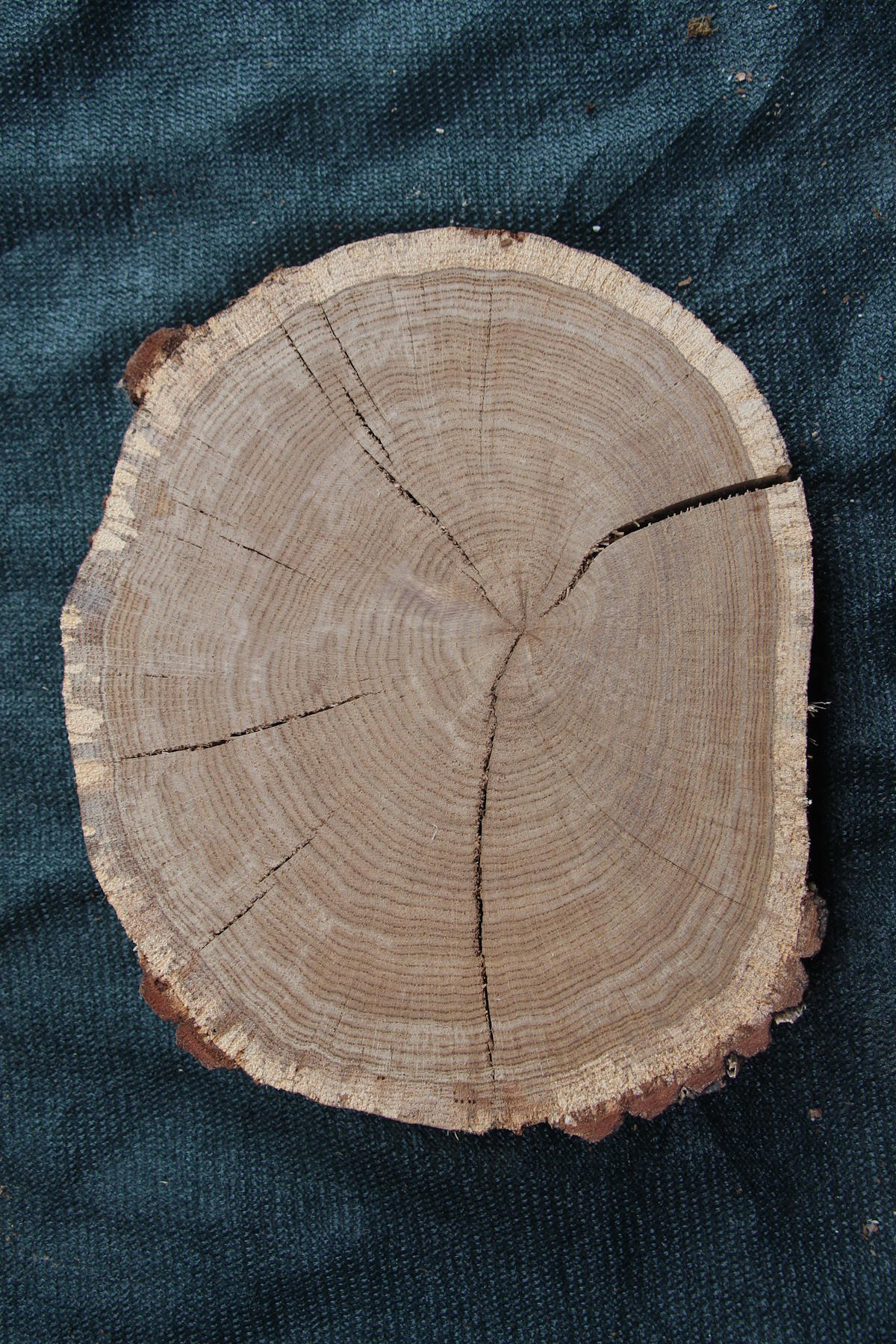 спил дуб сухой фрезерованный  толщина 67мм. диаметр 360-440мм. масса 6кг. в наличии 2шт.