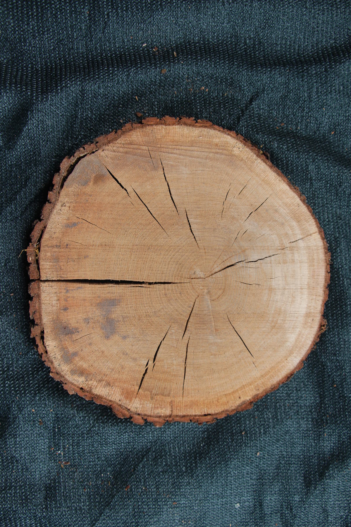 спил дуб сухой необработанный толщина 53мм. диаметр 300-370мм. масса 3,5кг. в наличии 16шт.