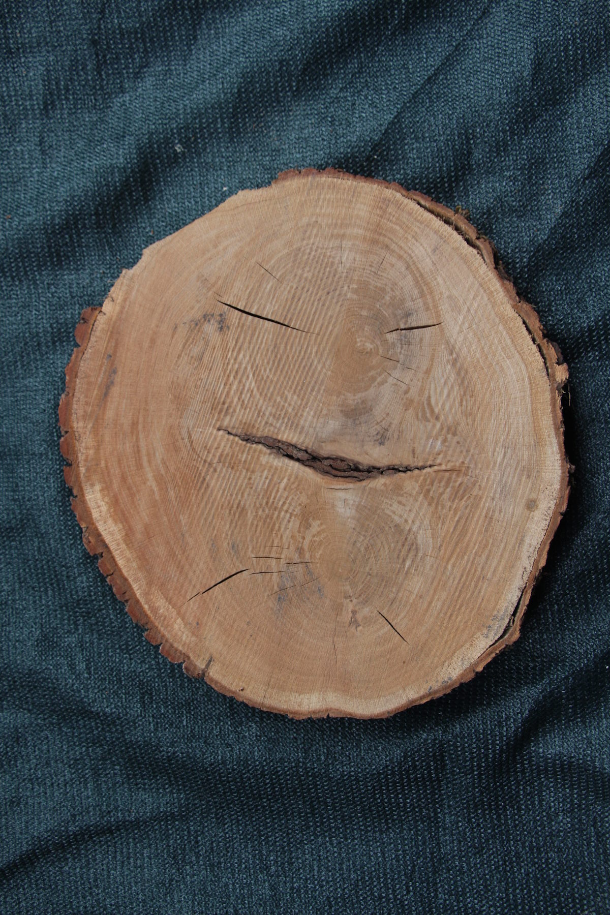 спил дуб сухой необработанный  толщина 53мм. диаметр 380-420мм. масса 5кг.  в наличии 8шт.