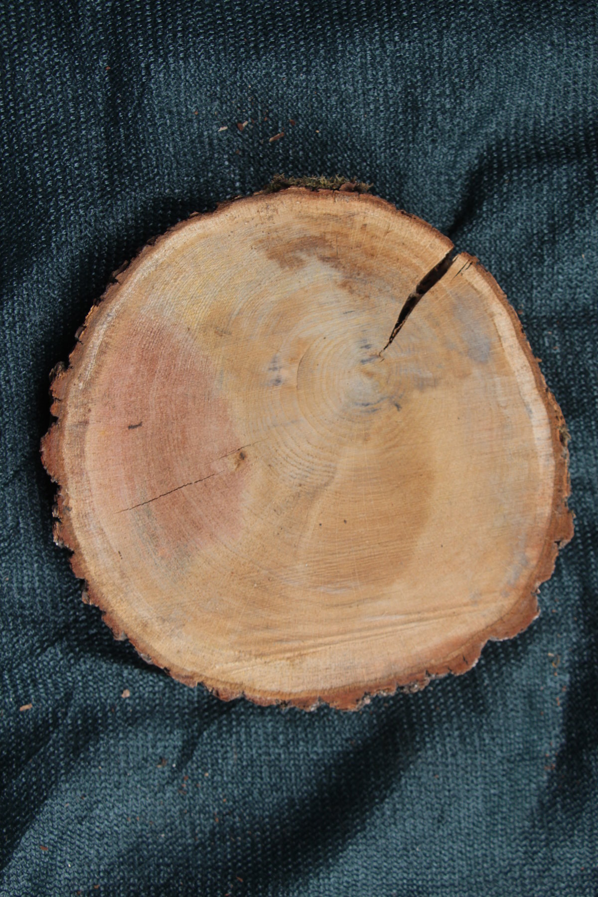 спил дуб сухой необработанный  толщина 53мм. диаметр 260-290мм. масса 2кг.  в наличии 11шт.