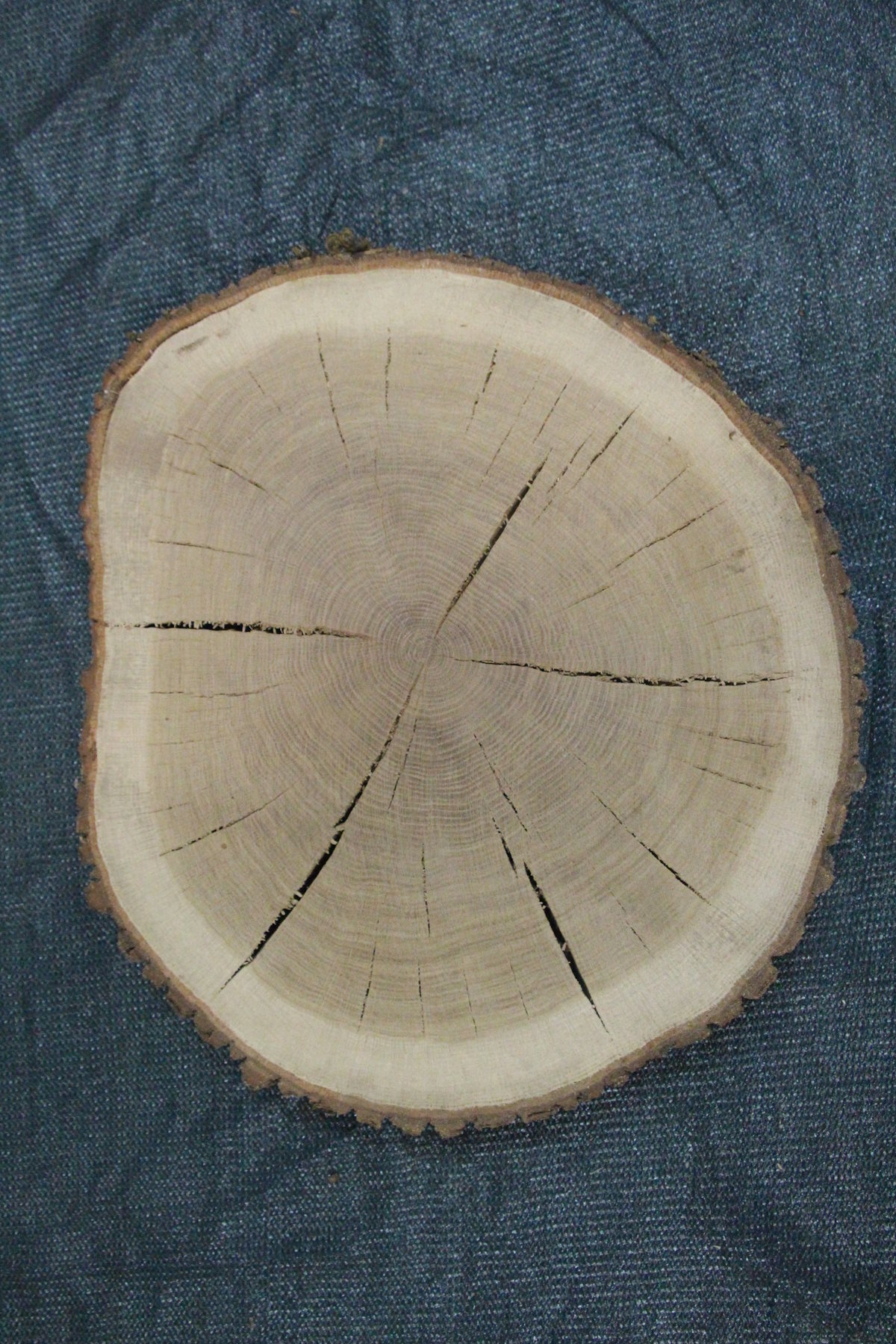 спил дуб сухой фрезерованный  толщина 60мм. диаметр 450-510мм. масса 10,2кг. в наличии 1шт.