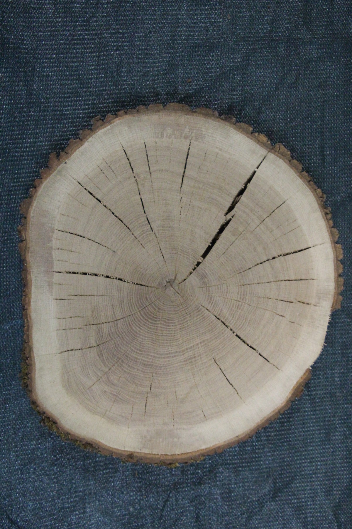 спил дуб сухой фрезерованный толщина 60мм. диаметр 440-500мм. масса 6,5кг. в наличии 1шт.